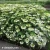 Hydrangea-macrophylla-Doppio-bianco-2.webp