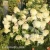 Hydrangea_paniculata_Phantom1.webp