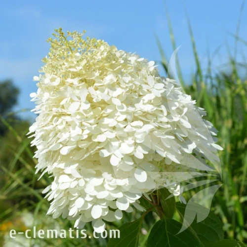 Hydrangea_paniculata_Phantom.webp