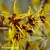 hamamelis-intermedia-westerstede-3-e-clematis.webp