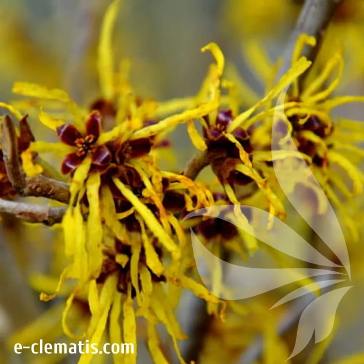 hamamelis-intermedia-westerstede-3-e-clematis.webp