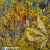 hamamelis-intermedia-westerstede-e-clematis.webp