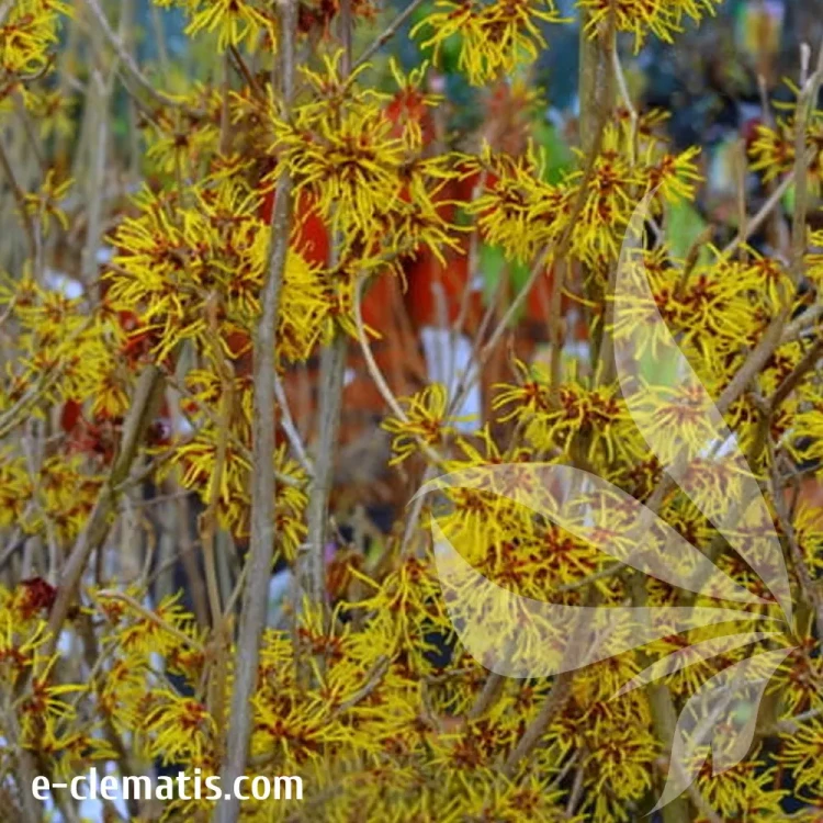 hamamelis-intermedia-westerstede-e-clematis.webp