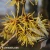 hamamelis-intermedia-westerstede-2-e-clematis.webp