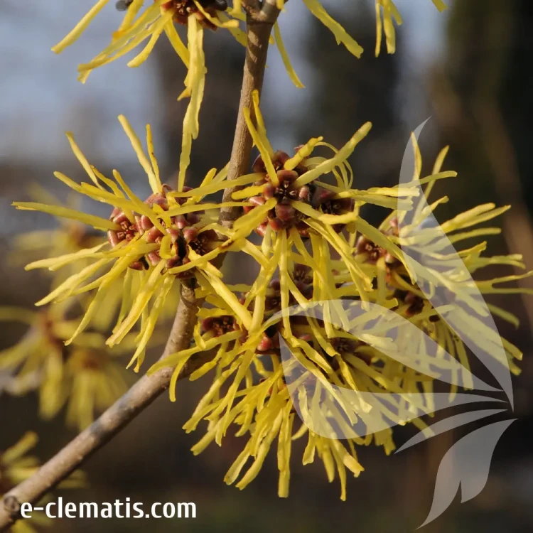 hamamelis-intermedia-westerstede-2-e-clematis.webp