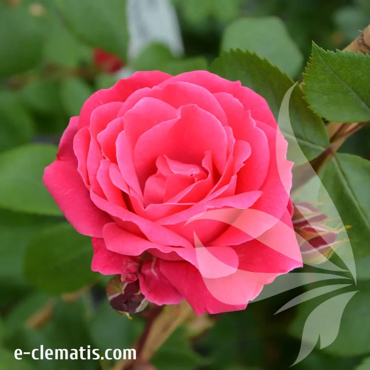 rosa-alexander-mackenzie.webp