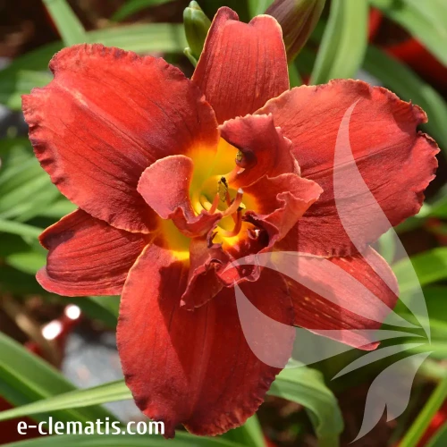 hemerocallis-Gypsy-Turtle.webp