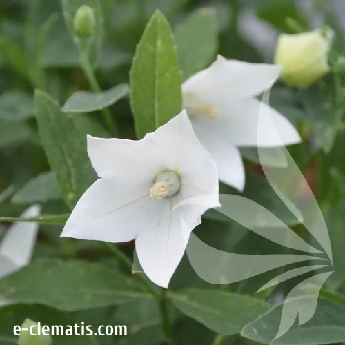 fuji-white-2.webp