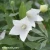 fuji-white-2.webp