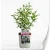 fuji-white.webp