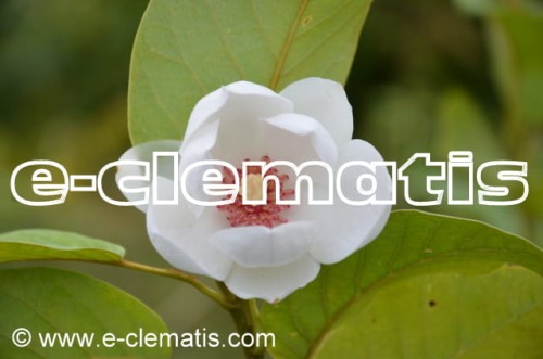 Magnolia sieboldii - magnolia Siebolda, fot. Anna Rafaląt