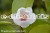 Magnolia sieboldii - magnolia Siebolda, fot. Anna Rafaląt