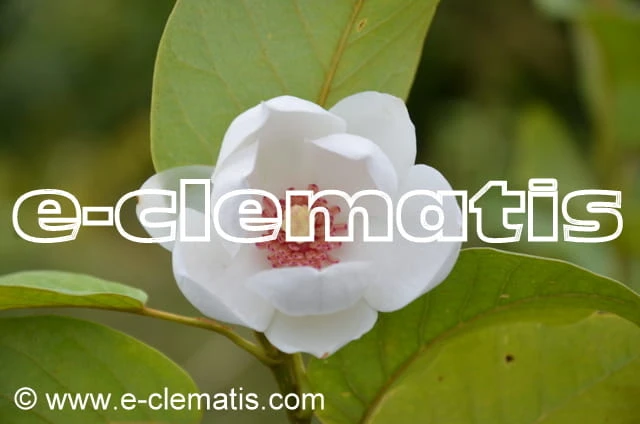 Magnolia sieboldii - magnolia Siebolda, fot. Anna Rafaląt