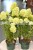 Hydrangea paniculata Magical Candle Bokraflame PBR - hortensja wiechowata, fot. Anna Rafaląt