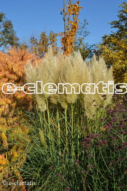 Cortaderia selloana Pumila - kortaderia pampasowa, fot. Anna Rafaląt