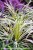  Liriope muscari Variegata - liriope szafirkowata, fot. Anna Rafaląt