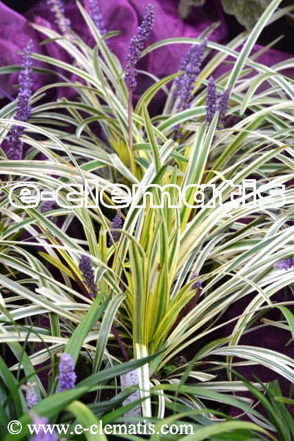  Liriope muscari Variegata - liriope szafirkowata, fot. Anna Rafaląt