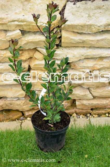 Ilex × meserveae Heckenblau, fot. Anna Rafaląt