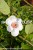 Magnolia sieboldii - magnolia Siebolda, fot. Anna Rafaląt