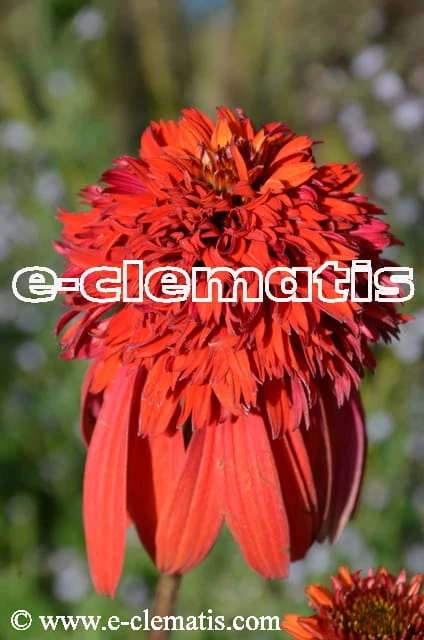 Echinacea hybrida 'Hot Papaya' PBR - jeżówka, fot. Anna Rafaląt.