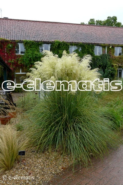 Cortaderia selloana Pumila - kortaderia pampasowa, fot. Anna Rafaląt