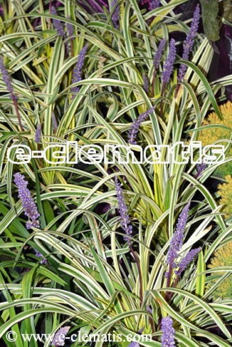 Liriope muscari Variegata - liriope szafirkowata, fot. Anna Rafaląt