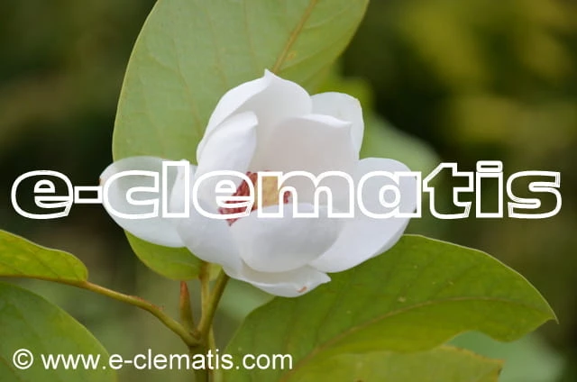 Magnolia sieboldii - magnolia Siebolda, fot. Anna Rafaląt