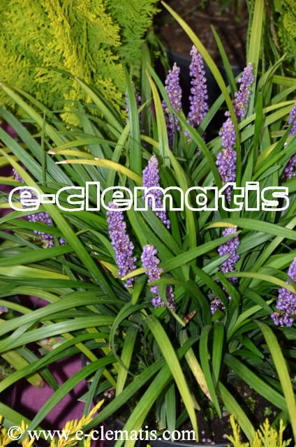  Liriope muscari  - liriope szafirkowata, fot. Anna Rafaląt
