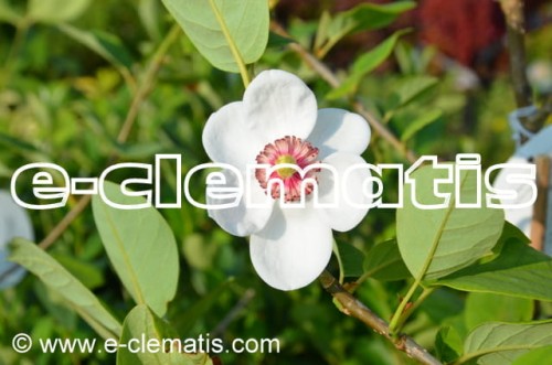 Magnolia sieboldii - magnolia Siebolda, fot. Anna Rafaląt