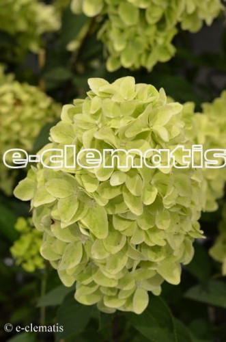 Hydrangea paniculata Magical Candle Bokraflame PBR - hortensja wiechowata, fot. Anna Rafaląt
