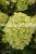 Hydrangea paniculata Magical Candle Bokraflame PBR - hortensja wiechowata, fot. Anna Rafaląt