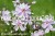 Phlox subulata 'Candy Stripes' - floks szydlasty, fot. Anna Rafaląt