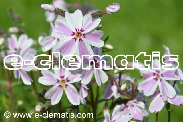 Phlox subulata 'Candy Stripes' - floks szydlasty, fot. Anna Rafaląt
