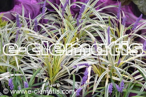  Liriope muscari Variegata - liriope szafirkowata, fot. Anna Rafaląt