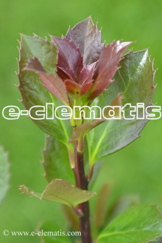 Ilex × meserveae Heckenblau, fot. Anna Rafaląt