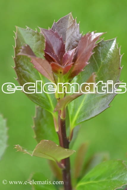 Ilex × meserveae Heckenblau, fot. Anna Rafaląt