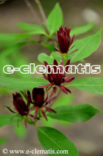 Calycanthus floridus - kielichowiec wonny, fot. Anna Rafaląt