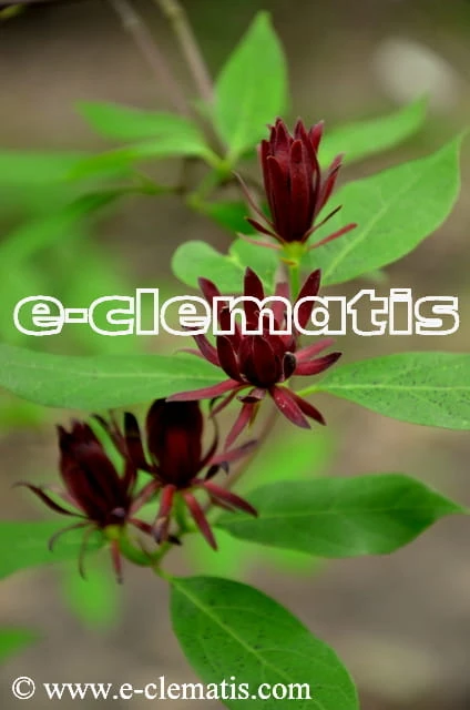 Calycanthus floridus - kielichowiec wonny, fot. Anna Rafaląt