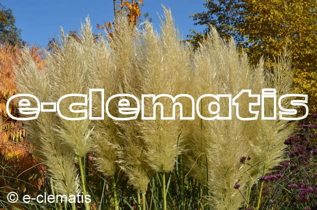 Cortaderia selloana Pumila - kortaderia pampasowa, fot. Anna Rafaląt