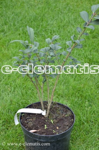 Euonymus alatus Compactus, fot. Anna Rafaląt
