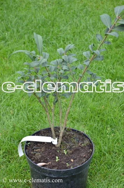 Euonymus alatus Compactus, fot. Anna Rafaląt