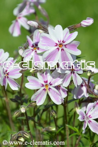 Phlox subulata 'Candy Stripes' - floks szydlasty, fot. Anna Rafaląt