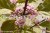 Callicarpa bodinieri Profusion - Pięknotka Bodiniera, fot. Anna Rafaląt