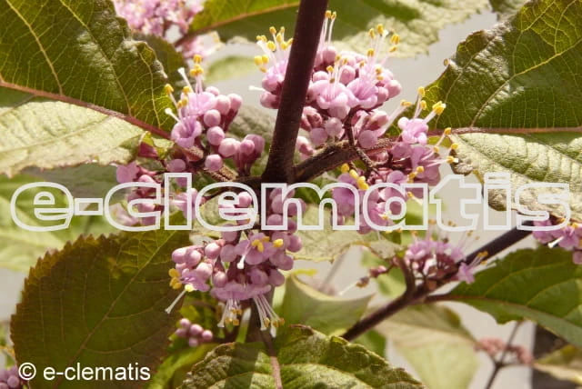 Callicarpa bodinieri Profusion - Pięknotka Bodiniera, fot. Anna Rafaląt