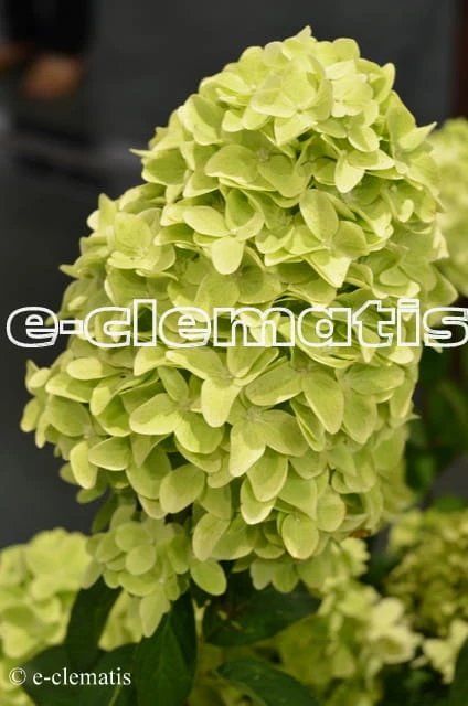 Hydrangea paniculata Magical Candle Bokraflame PBR - hortensja wiechowata, fot. Anna Rafaląt