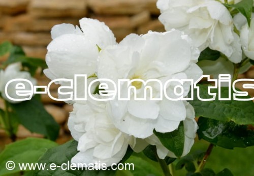 Philadelphus Virginal - jaśminowiec panieński, fot. Anna Rafaląt