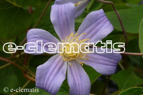 Clematis Juuli, fot. Anna Rafaląt