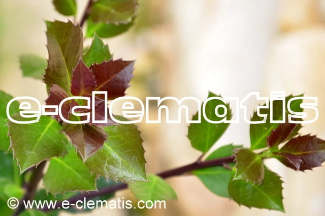 Ilex × meserveae Heckenblau, fot. Anna Rafaląt