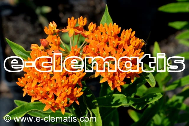 Asclepias tuberosa - trojeść, fot. Anna Rafaląt