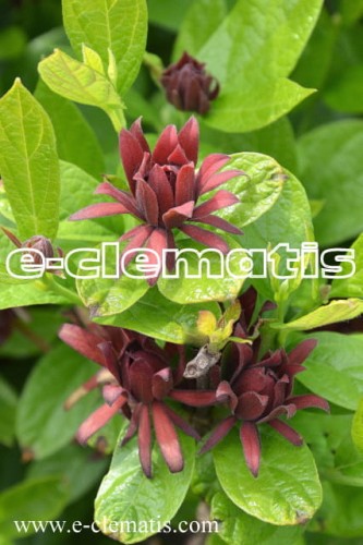 Calycanthus floridus - kielichowiec wonny, fot. Anna Rafaląt